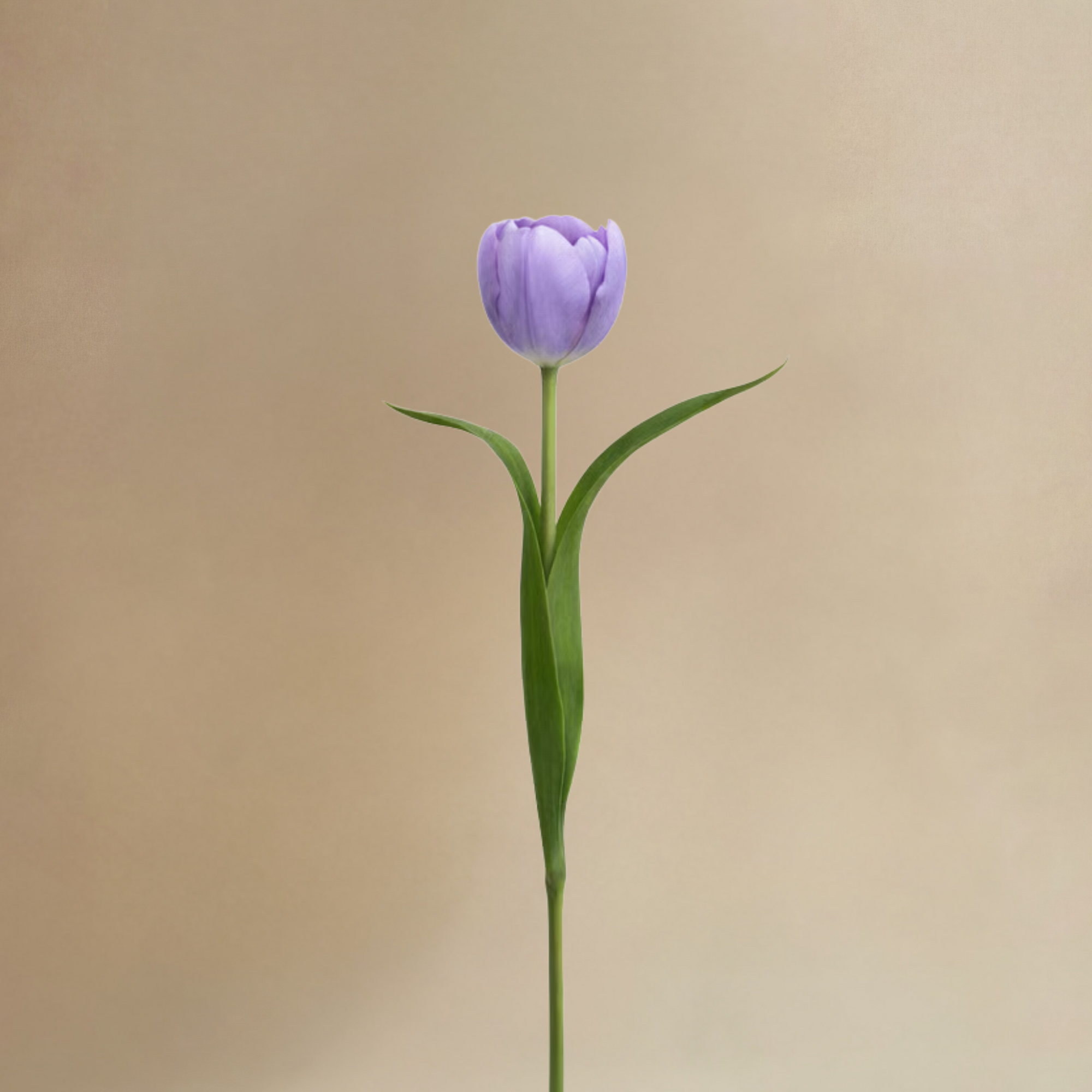 Bouquet de Tulipes Priscilla