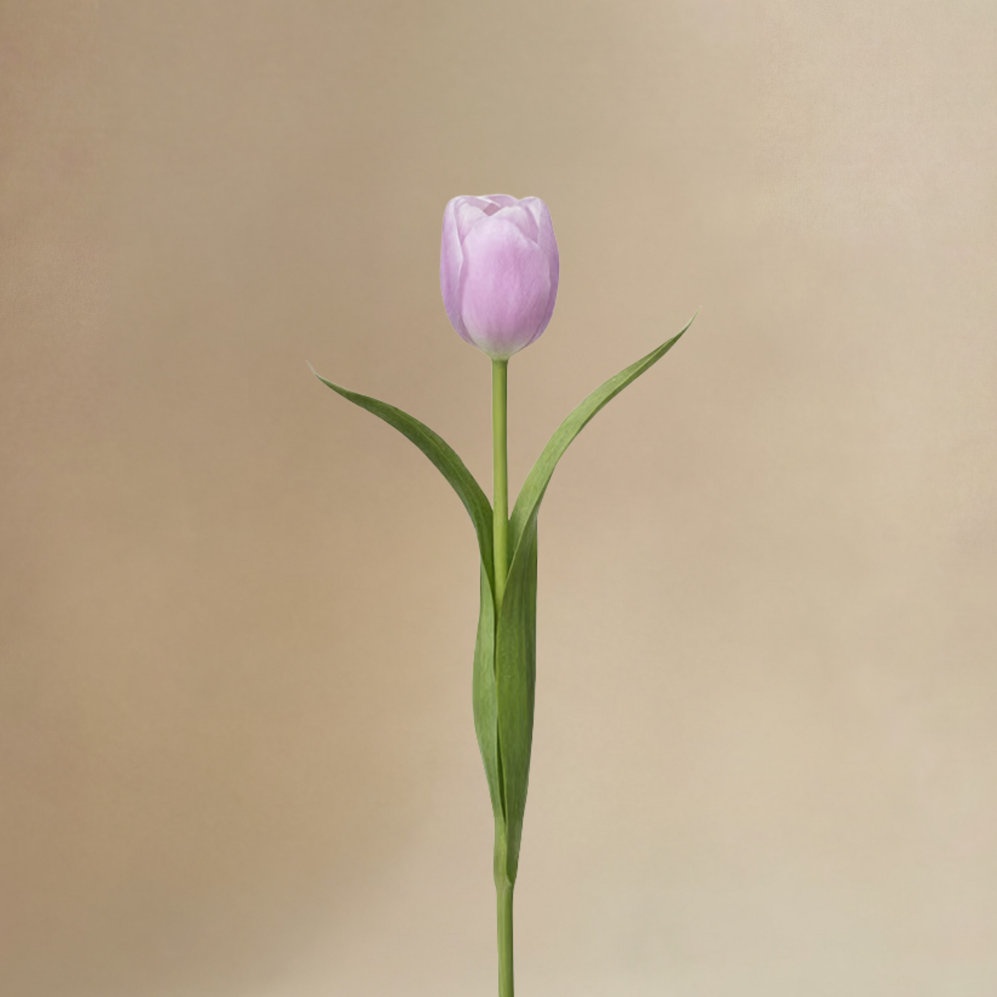 Bouquet de Tulipes Priscilla