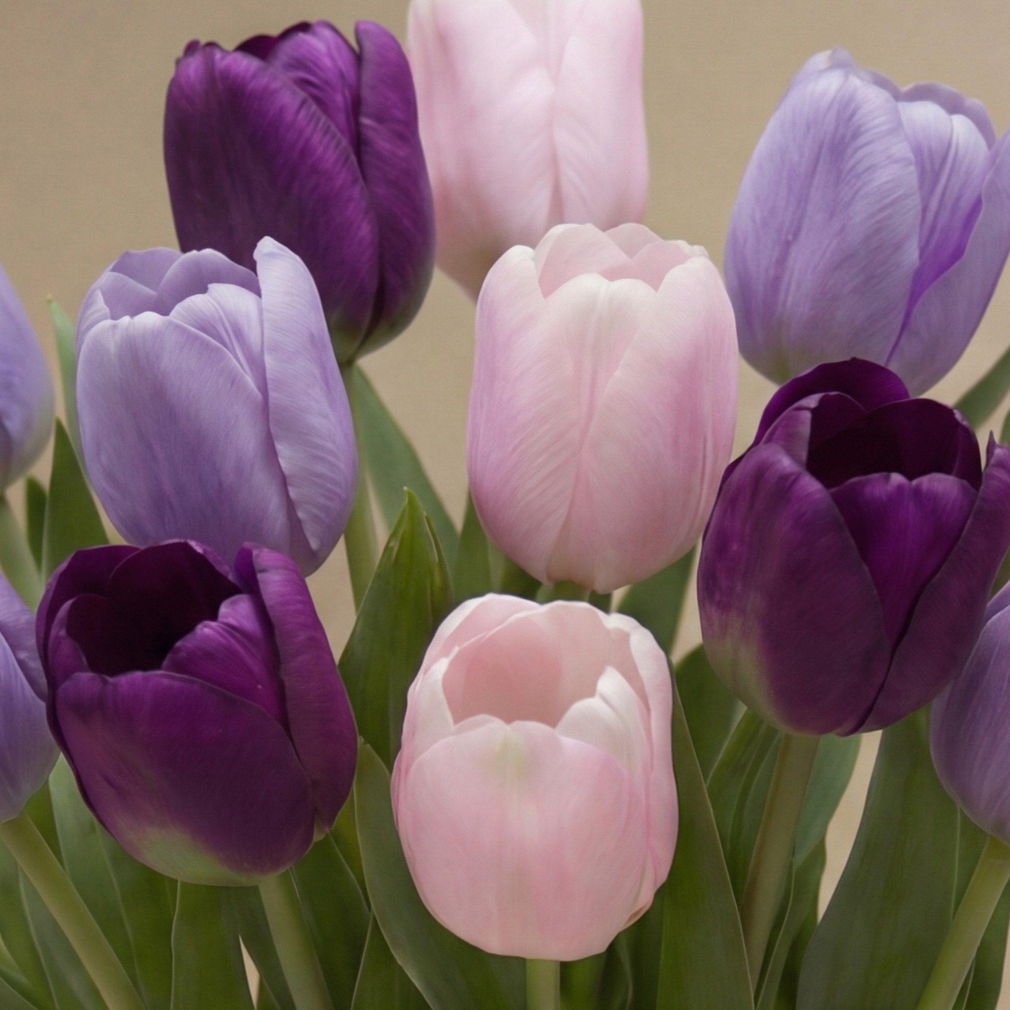 Bouquet de Tulipes Laurelia