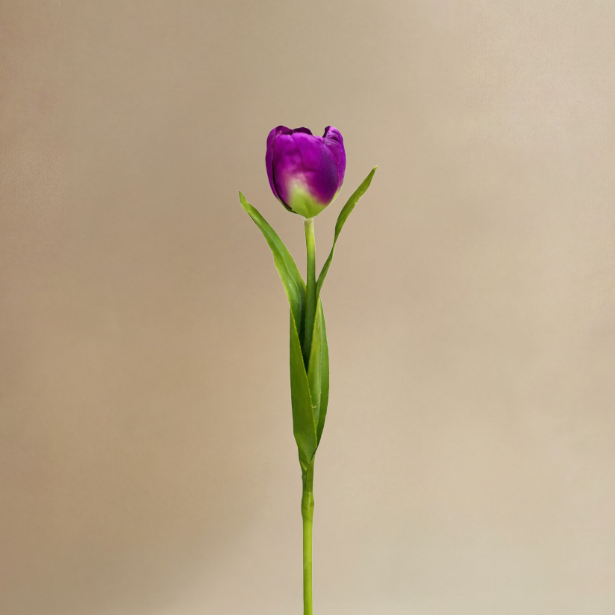 Bouquet de Tulipes Laurelia