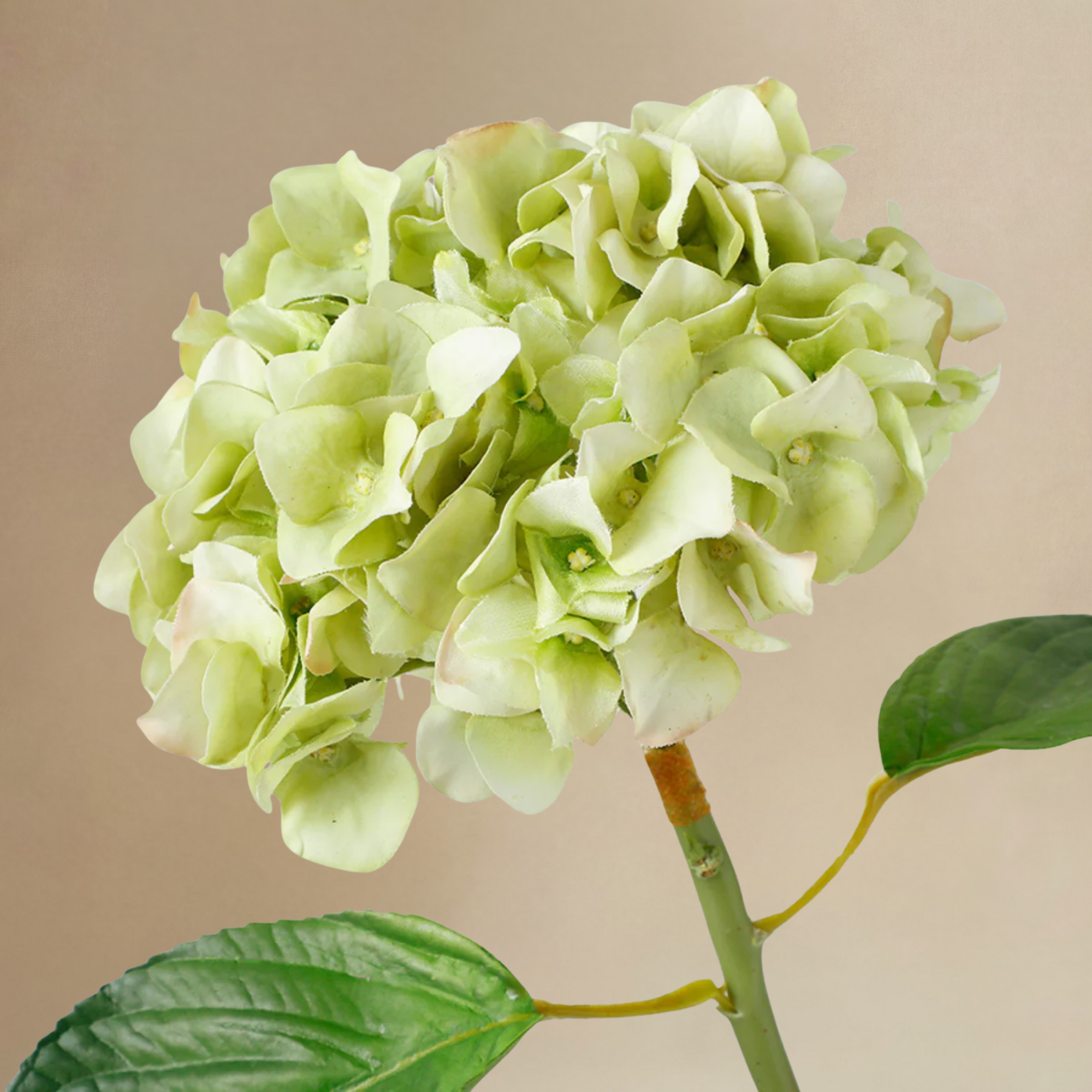 Bouquet d'Hortensias Vireya