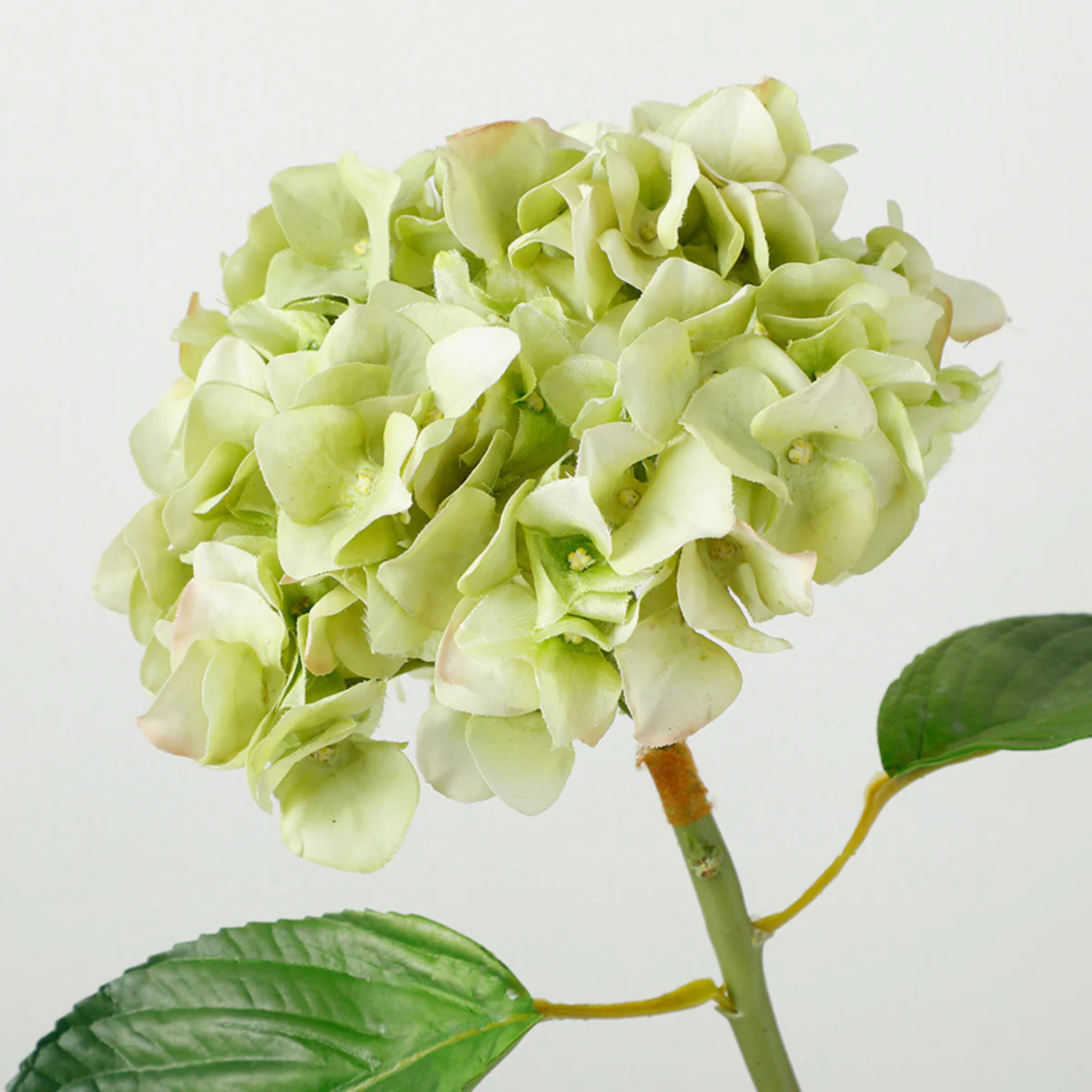 Bouquet d'Hortensias Floréa