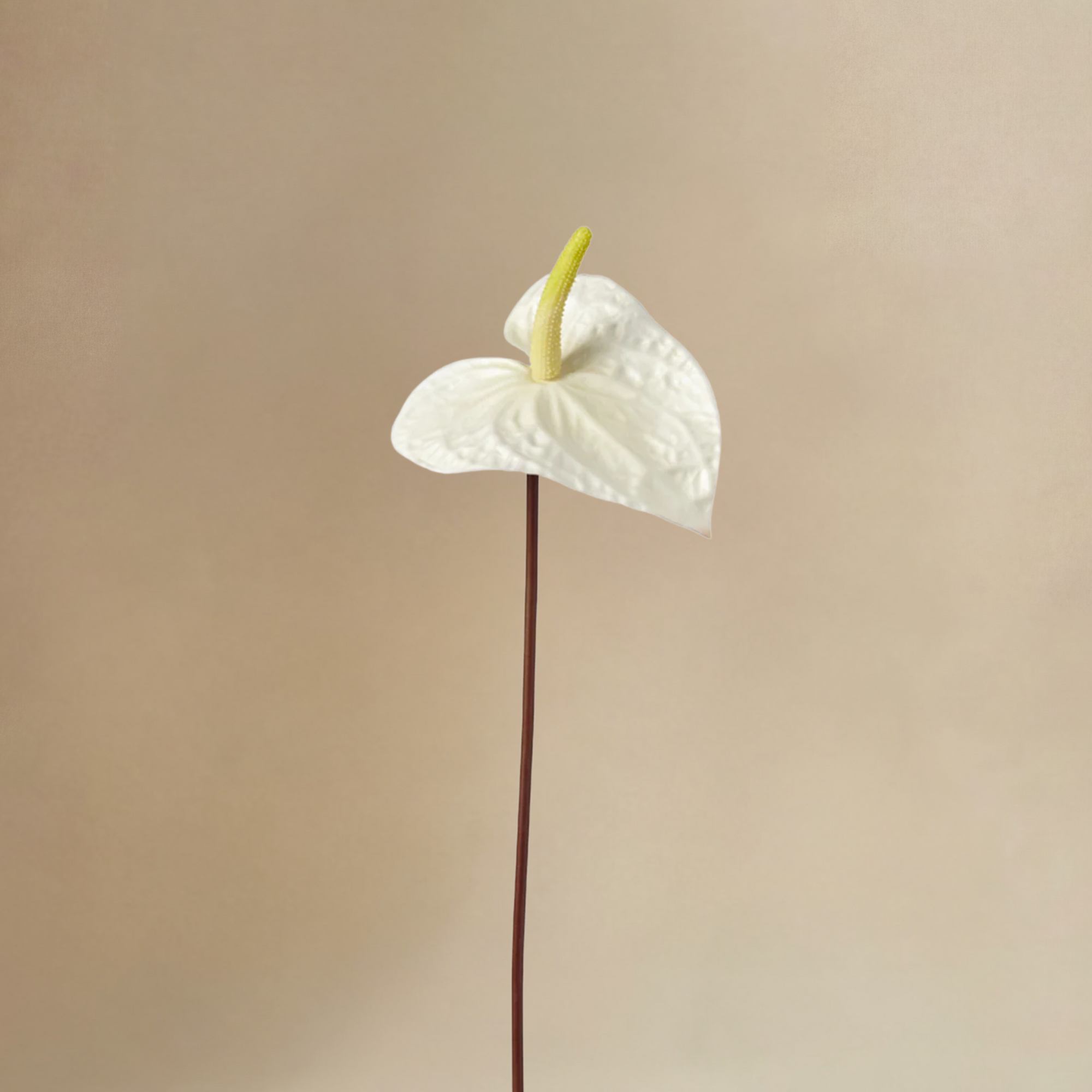 Bouquet d'Hortensias Floréa