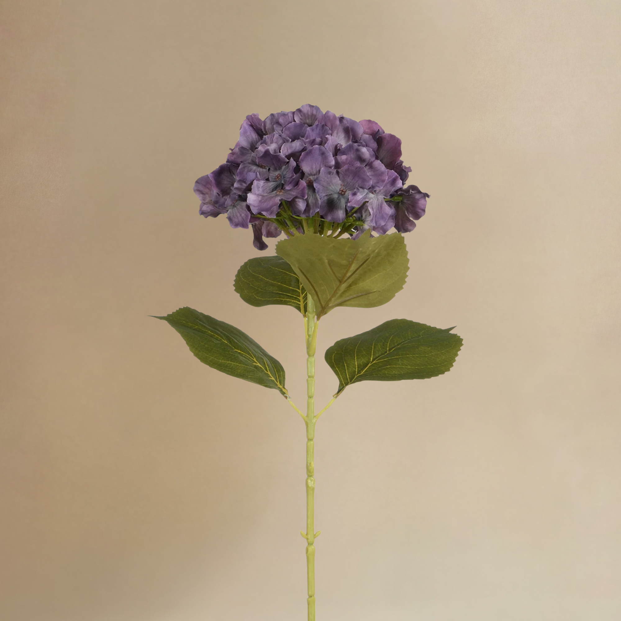 Bouquet d'Hortensias Bloom
