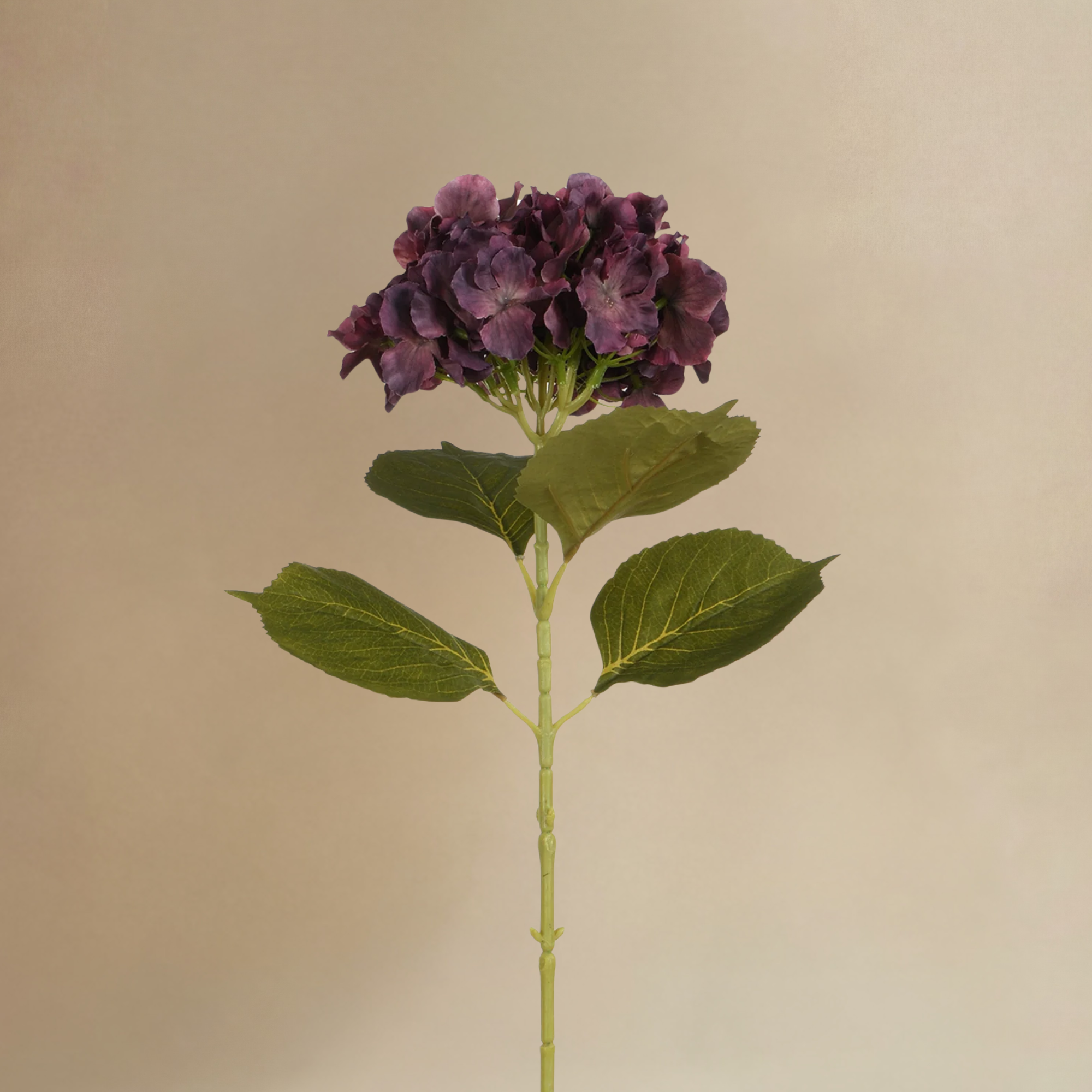 Bouquet d'Hortensias Mocha