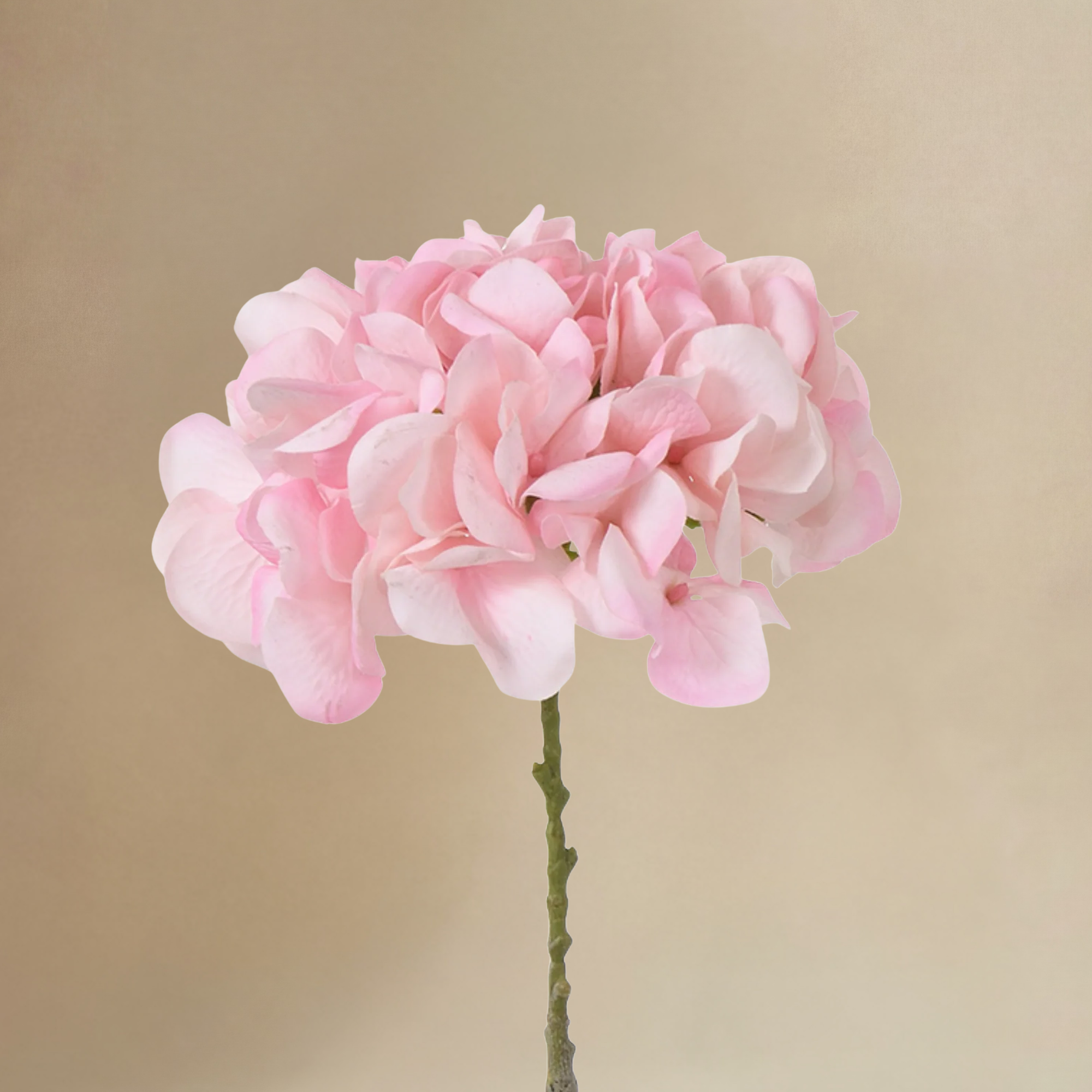 Bouquet d’Hortensia rose 9 tiges