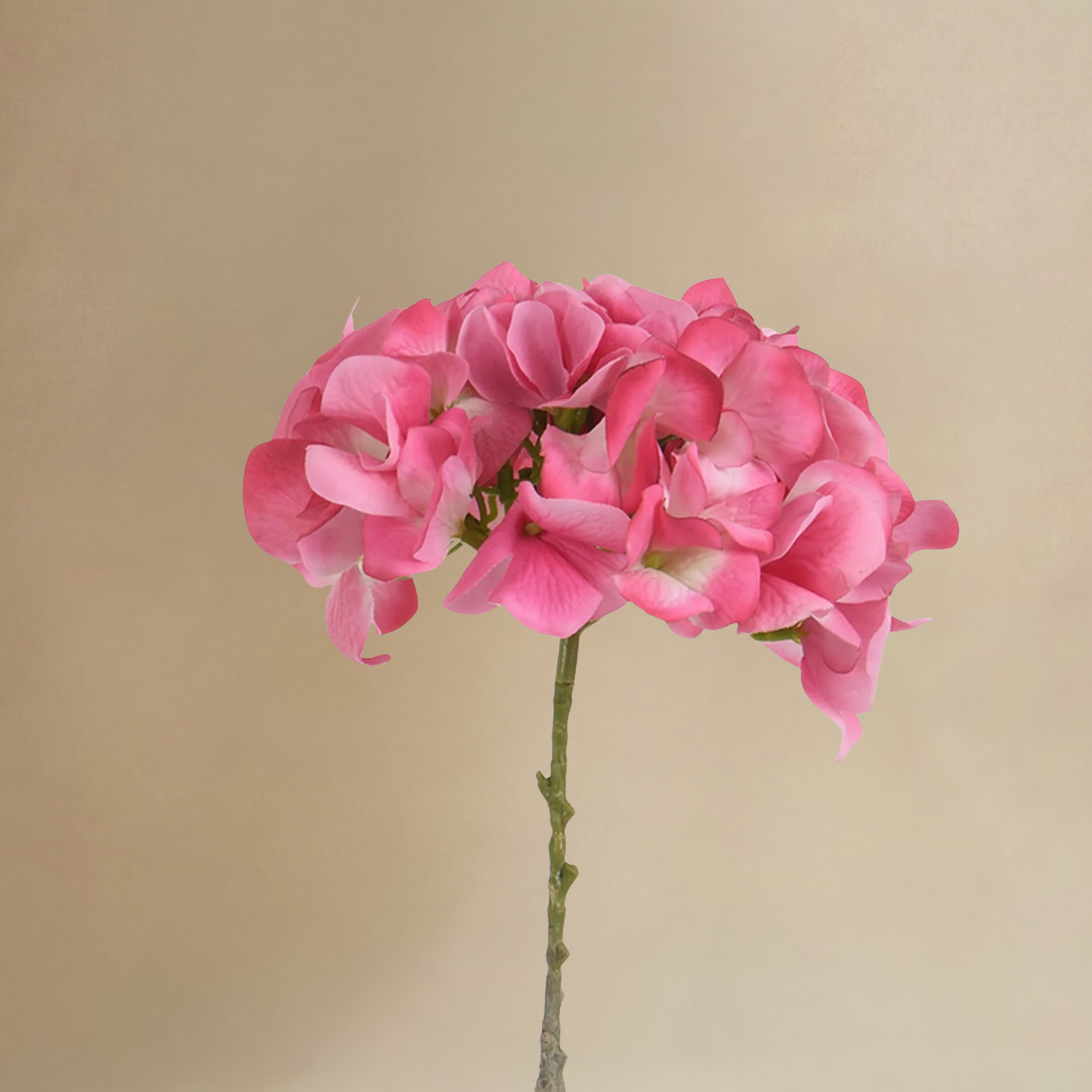Bouquet d’Hortensia rose 12 tiges