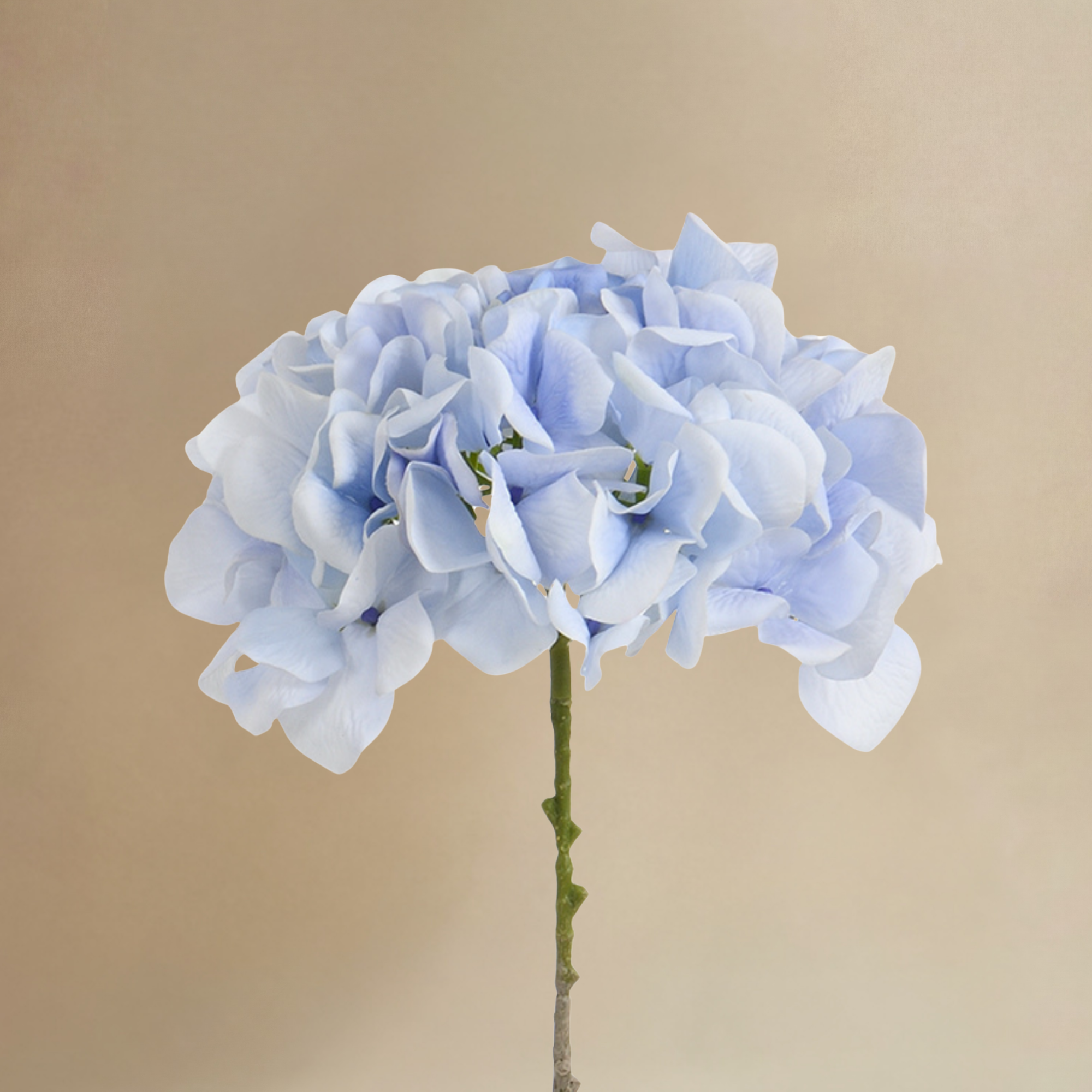 Bouquet d’Hortensia bleu 12 tiges