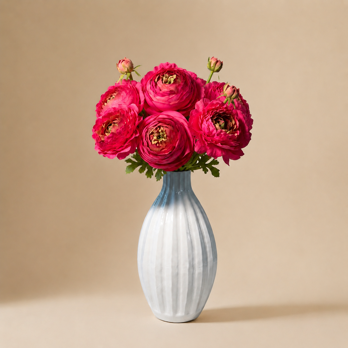 Bouquet de Renoncules fuchsia 10 tiges