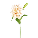 Oriental Double Lily Stem