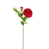 Camelia Stem