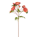 Rose Stem