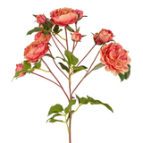 Rose Stem