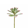 Stelo di Pianta Grassa ECHEVERIA