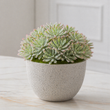 Stelo di Pianta Grassa ECHEVERIA