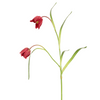 Stelo di Fucsia AMALIA
