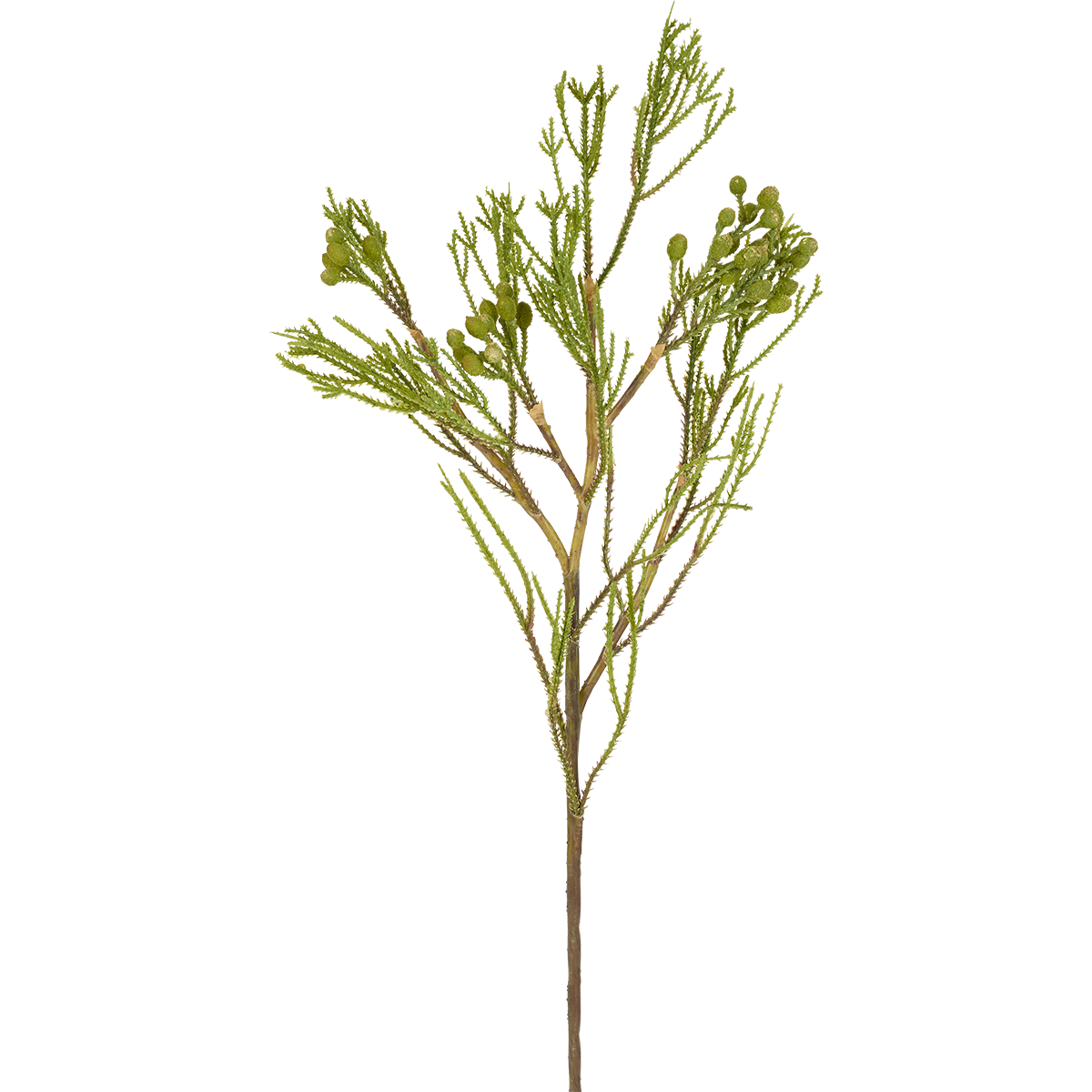 Branche de Protea