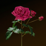 Rosa ROSIE