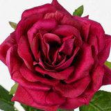 Rosa ROSIE