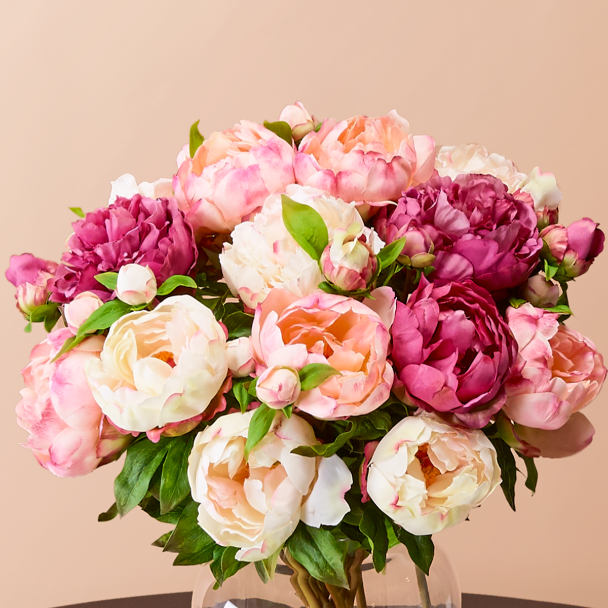 Peonia JOSIE