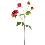Clara Dahlia Stem