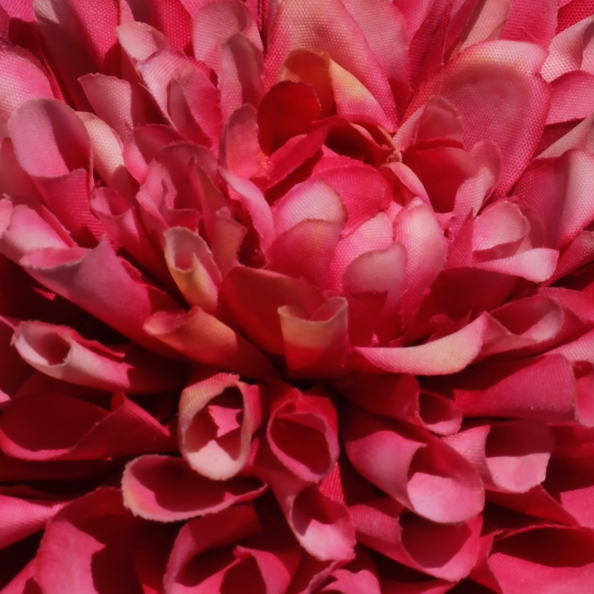 Dalia CLARA H80