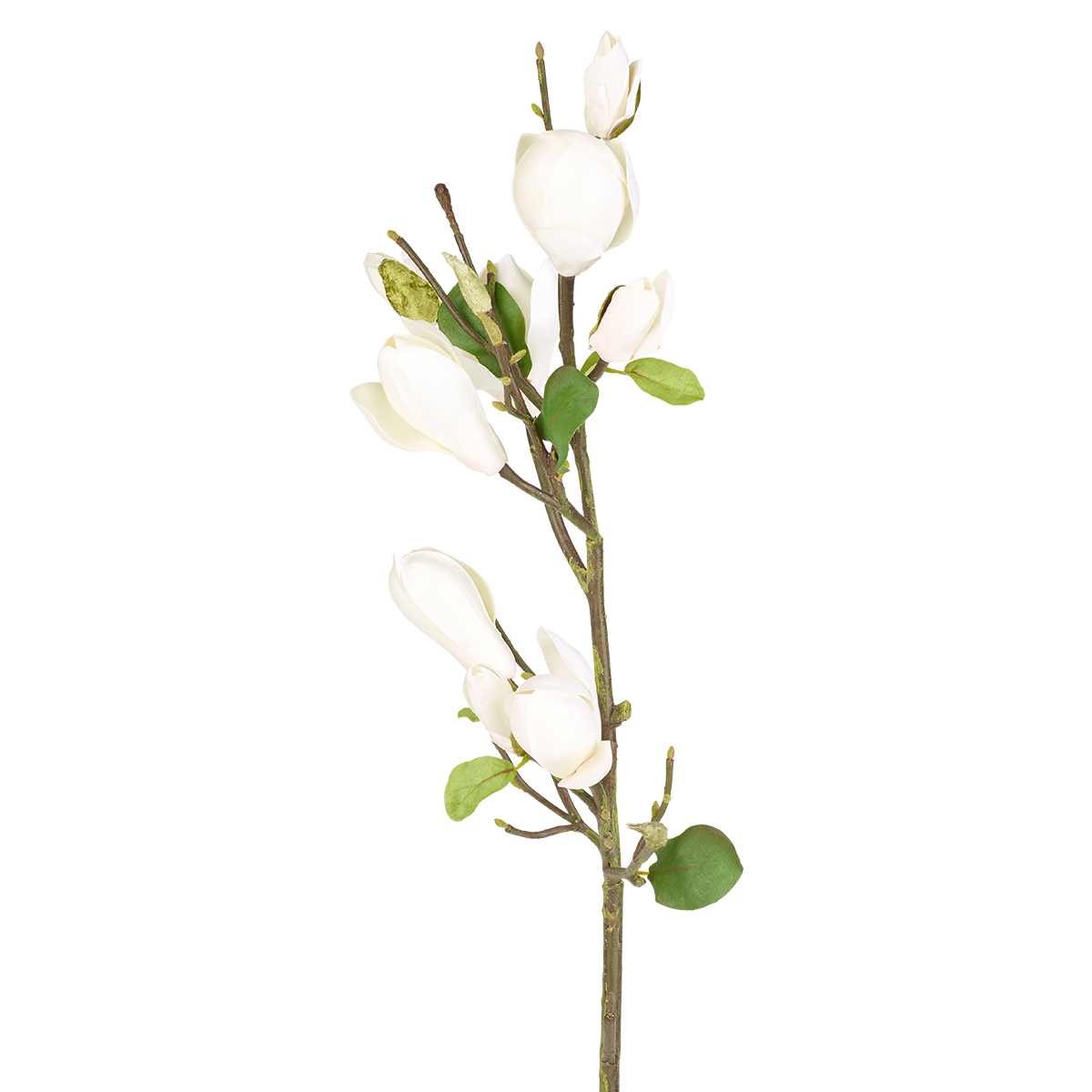 Brotes de magnolia H80