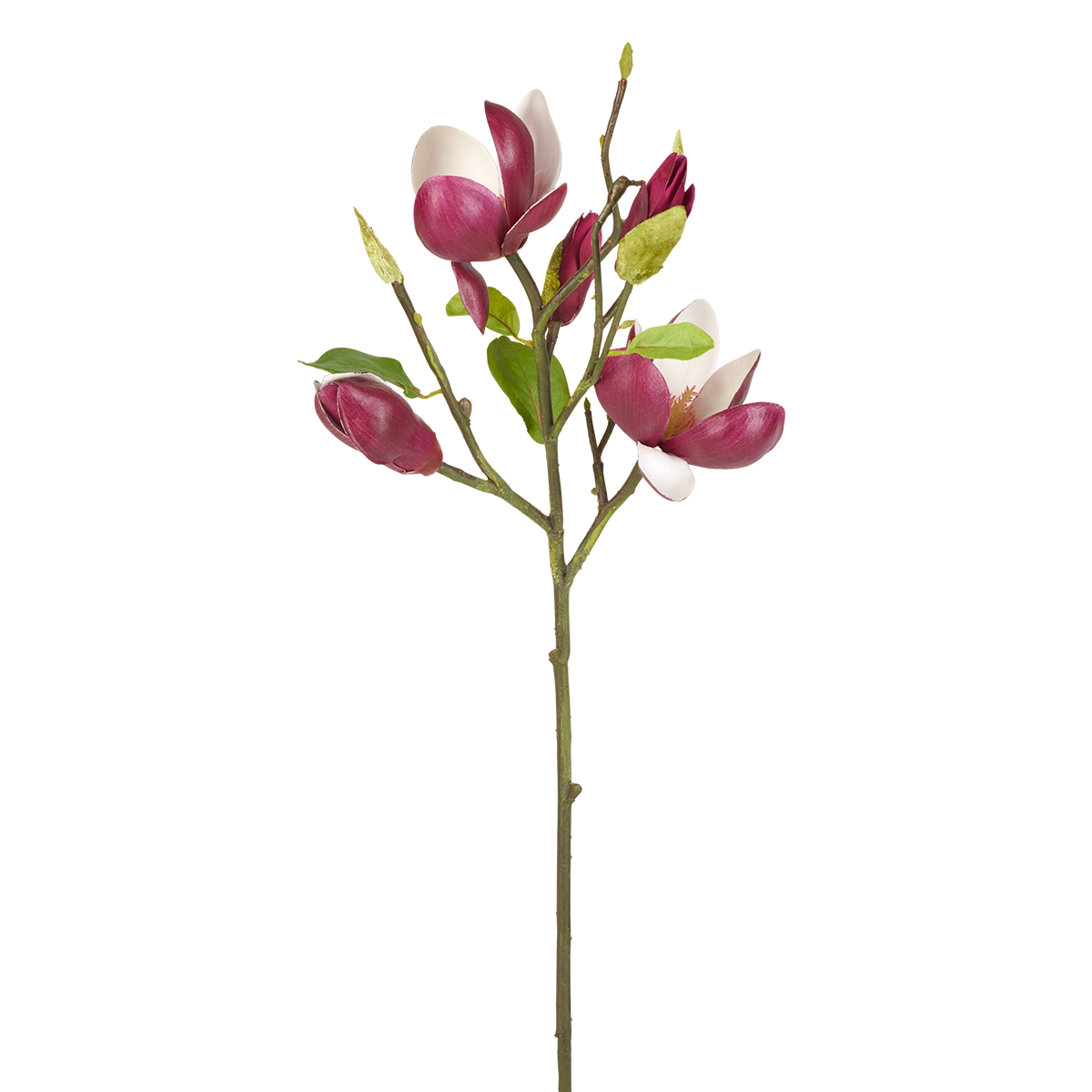 Brotes de magnolia H50
