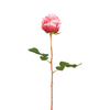 Tige de Rose Kate