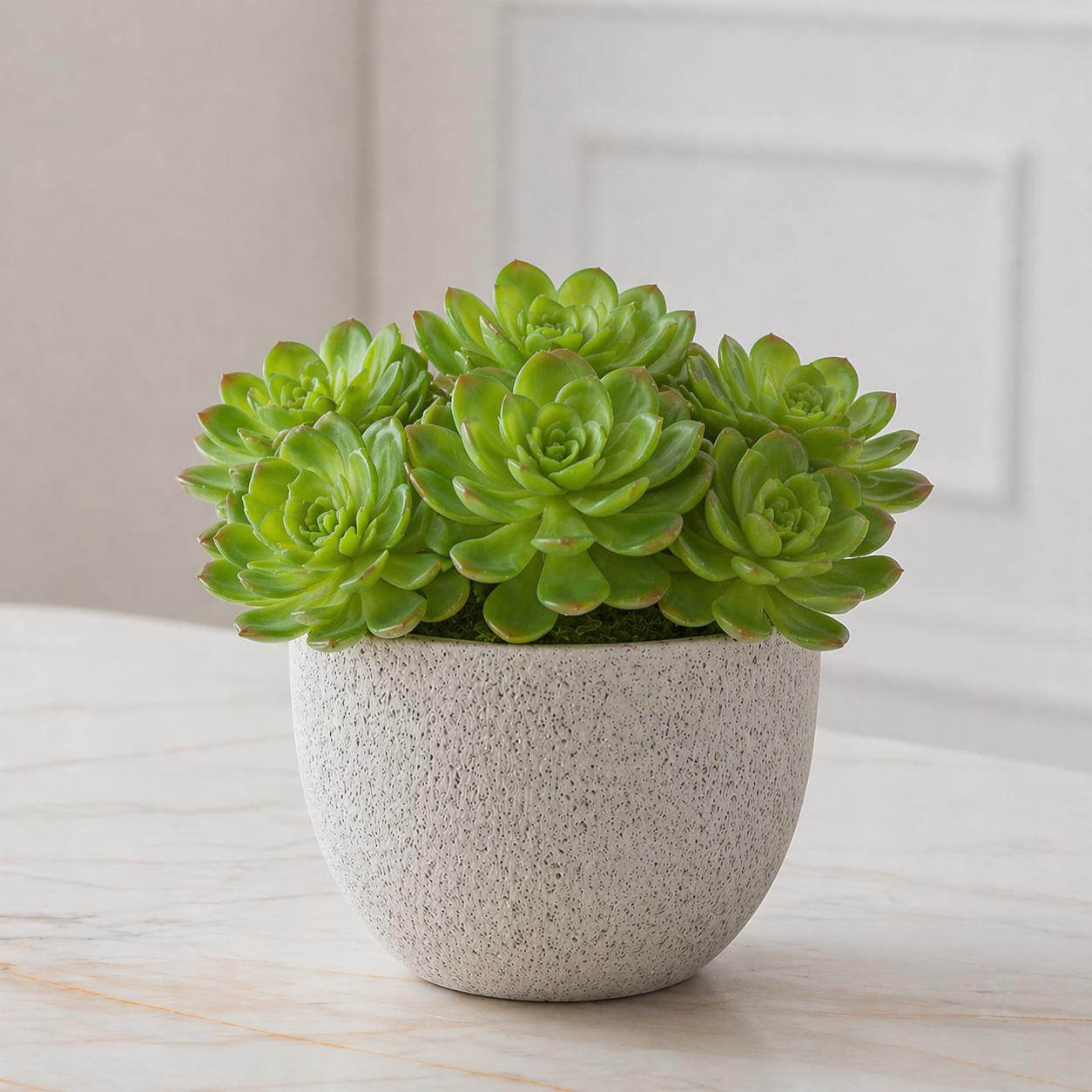 Echeveria succulent foliage