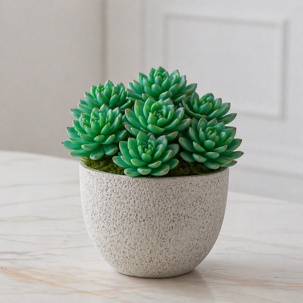 Echeveria succulent foliage