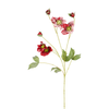 Helleborus Niger