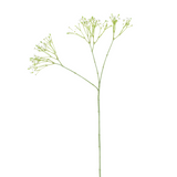 Gypsophila Stem