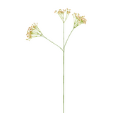 Gypsophila Stem