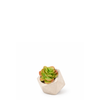 Artificial Echeveria Succulent in Pot