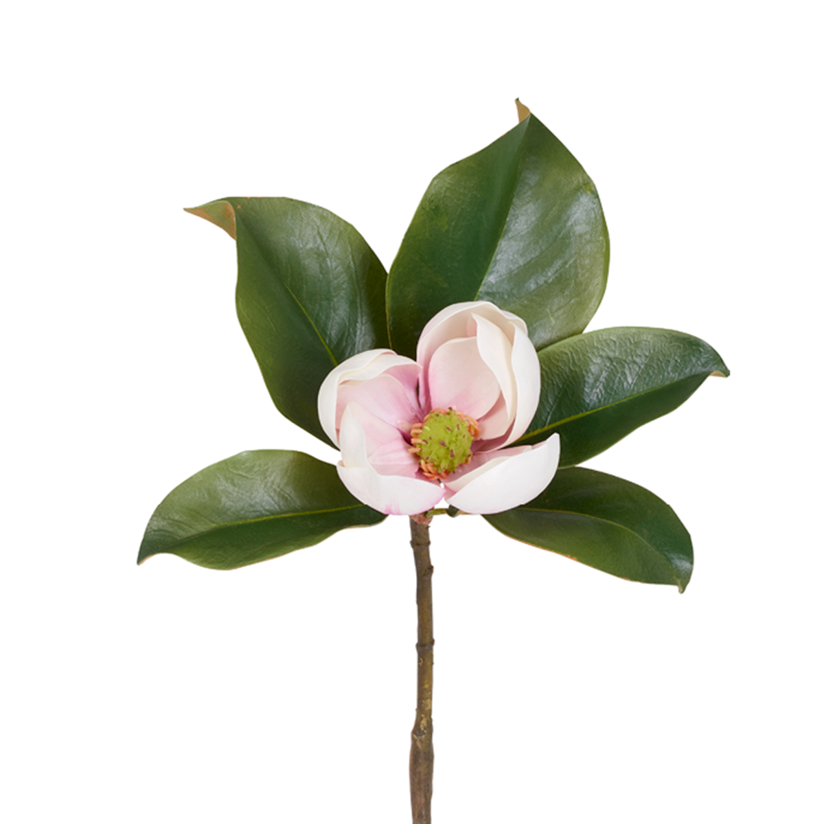 Magnolia GRANDIFLORA H60