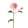 Tige de Dahlia Estiva