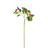 Japanese Holly Branch