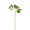 Japanese Holly Branch