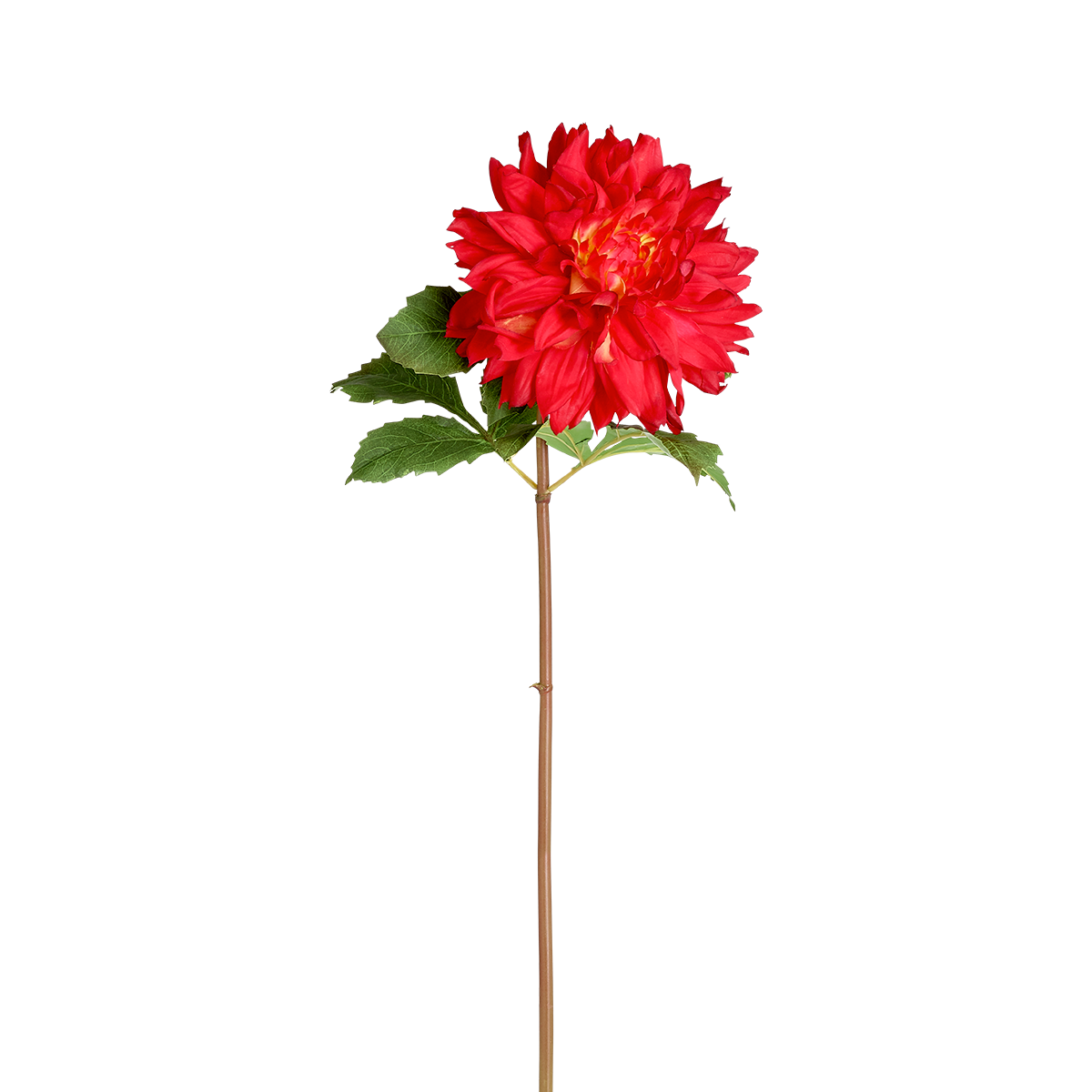 Tige de Dahlia Premium 70 cm