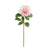 Dahlia Monica Stem