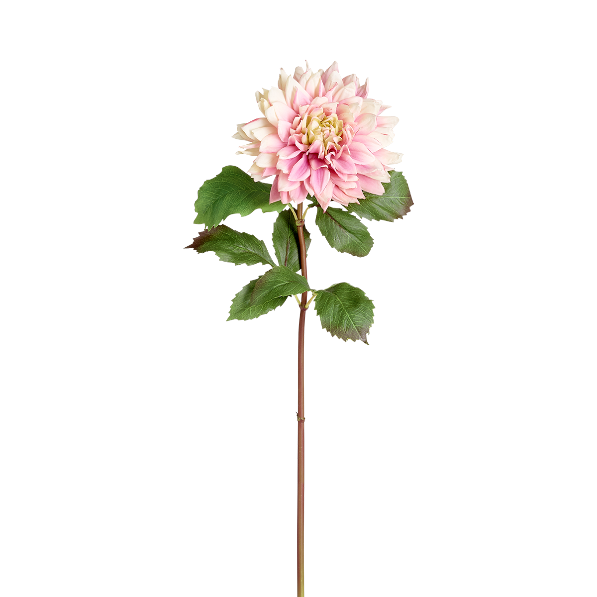 Tige de Dahlia Premium 70 cm