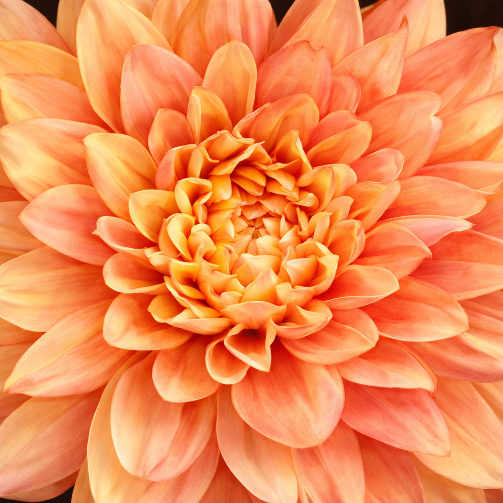 Tige de Dahlia Premium 70 cm