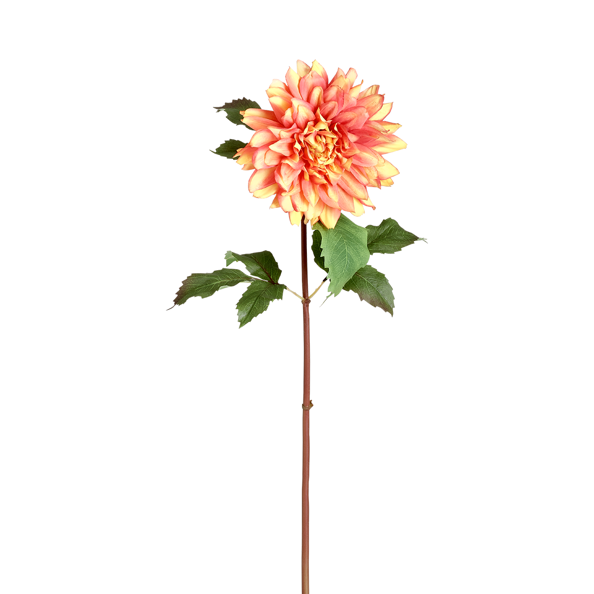 Tige de Dahlia Premium 70 cm