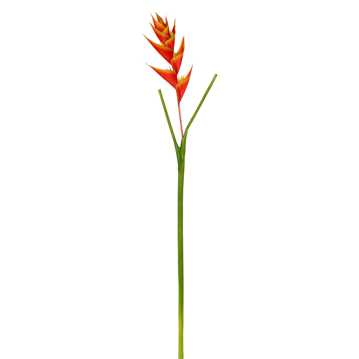 Tige d'Heliconia Wagneriana