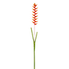 Heliconia arruffata