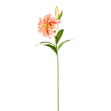 Oriental Double Lily Stem