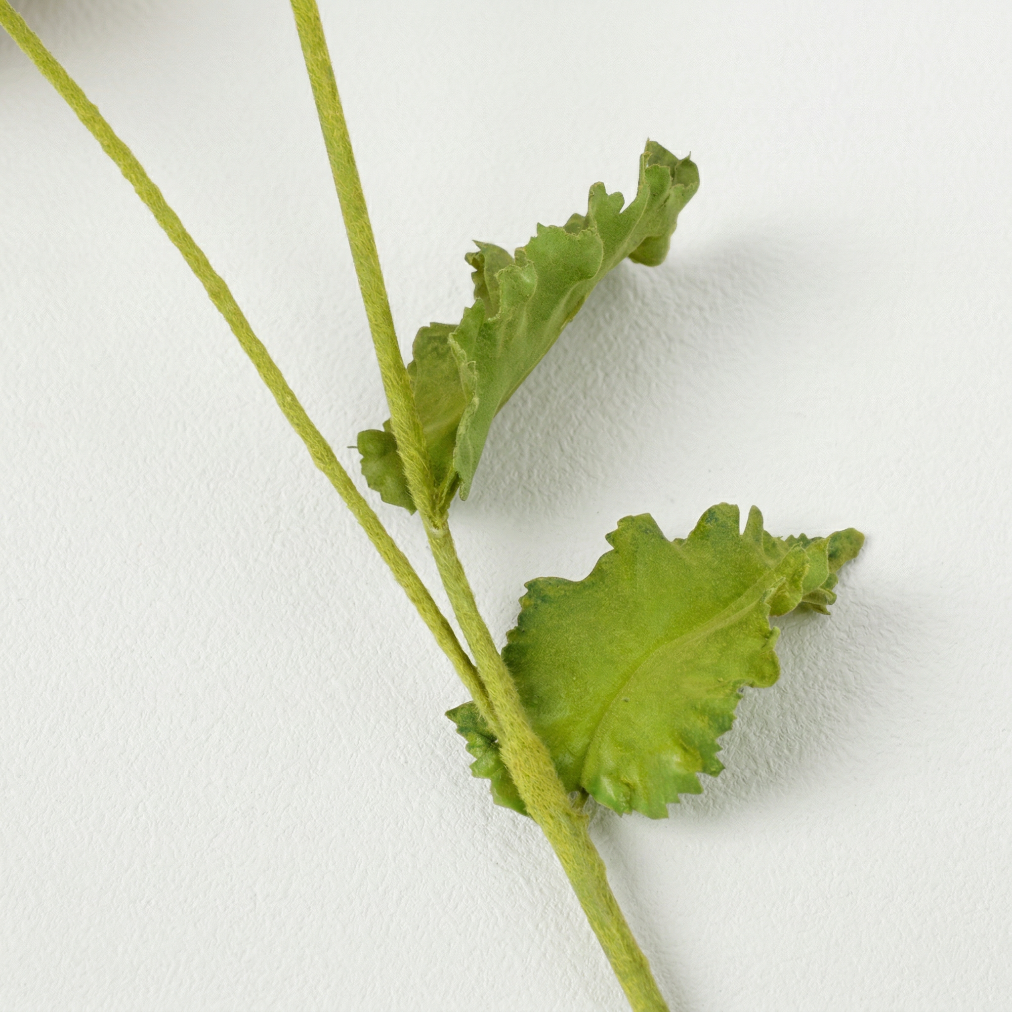 Fiore di papavero PIPA
