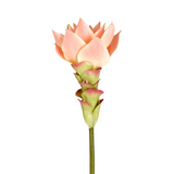 Ginger Flower Stem Miami