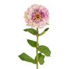 Tige de Zinnia Premium
